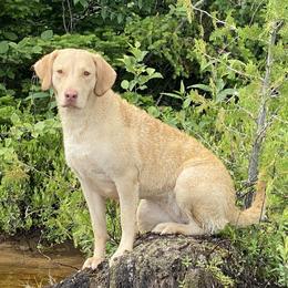 Nalu - Chesapeake Bay Retriever