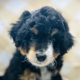 Jewel - Tri-color female Bernedoodle puppy in Northfield, New Jersey from Jersey Shore Double Doodles
