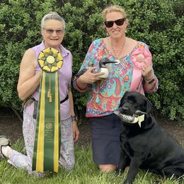 Labrador Retrievers from Will O Moor Labradors