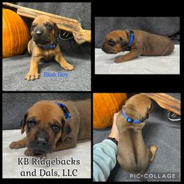 Blue Boy - Wheaten blk nose male Rhodesian Ridgeback puppy in Colome, South Dakota from KB Ridgebacks and Dals, LLC
