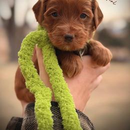 Bernedoodle, Goldendoodle, Golden Retriever, and Poodle Puppies from Red String Farmstead