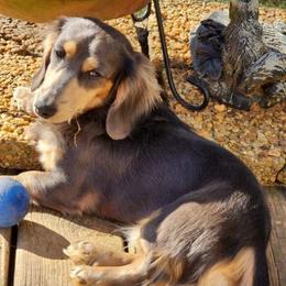 Dachshunds from Stacey's Pups