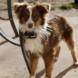 Buddy - Toy Australian Shepherd