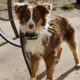 Buddy - Toy Australian Shepherd