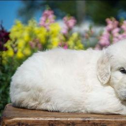 Luna - Light golden female Golden Retriever puppy in Saint Joe, Indiana from Golden Acres Farm