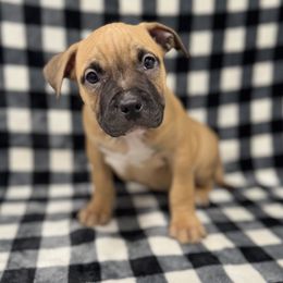 Red - Red male American Pit Bull Terrier puppy in Nine Mile Falls, Washington from Bartin Kennels