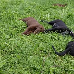 Labrador Retriever Puppies from Copper Creek Outfitters and Kennel