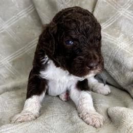 Sedge - Grey Collar - Brown male Poodle puppy in Monroe, North Carolina from The Klepper Homestead