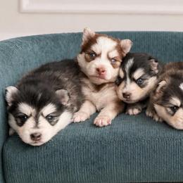Jasmine - Black and white female Pomsky puppy in Wausau, Wisconsin from Arctic Star Pomskies