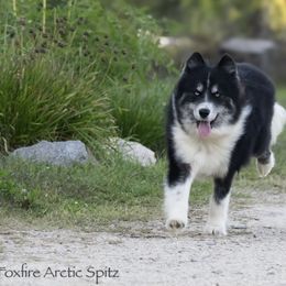 Captain - Black and white male Pomsky puppy in Moultonborough, New Hampshire from Foxfire Arctic Spitz