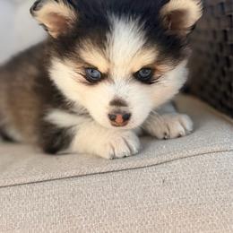 Donatello - Black and white male Pomsky puppy in Memphis, Missouri from Happy Hills Kennels