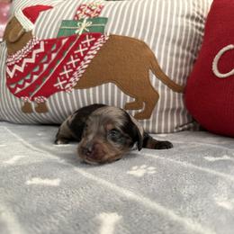 Salem - Dapple male Dachshund puppy in Barstow, California from Kindle & Burrow Dachshunds