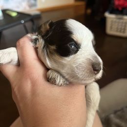 Selena - Parti female Miniature Schnauzer puppy in Slaughterville, Oklahoma from Priscilla's Miniature Schnauzers