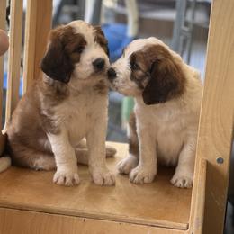 Saint Berdoodle Puppies from Country Manor Saint Berdoodles