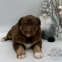 Ginger - Red tri-color female Australian Shepherd puppy in Thornton, Colorado from 303 Aussies
