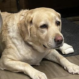 Harley - Labrador Retriever
