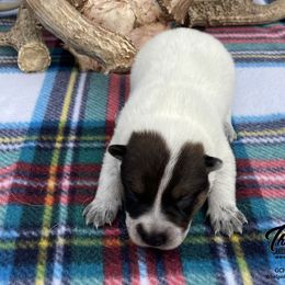Queen Boy 2 - Red speckled male Australian Cattle Dog puppy in Monroe, Louisiana from The Sweet Kennels