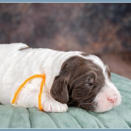 Pumba - Brown and white male Cockapoo puppy in Connersville, Indiana from Deaz Doodle Ranch