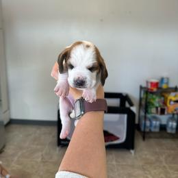 Girl 2 - Brown and white female Basset Hound puppy in Las Animas, Colorado from J&D Dachsies