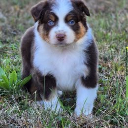 KM.RTM - male Miniature Australian Shepherd puppy in Deer Lodge, Tennessee from KSH Aussie Haven