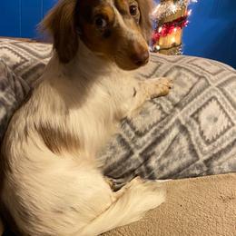 James - Dachshund