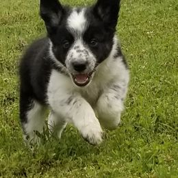 Border Collie Puppies from Bond Border Collies