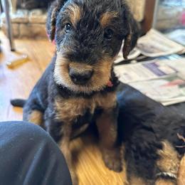 Airedale Terrier Puppies from Mystic’s Airedales