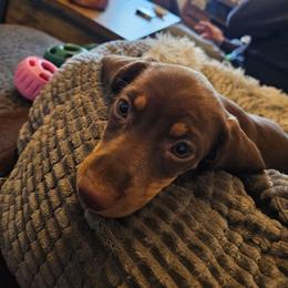 Bohdi - Chocolate and tan male Dachshund puppy in Neola, Iowa from Eiram Dachshunds