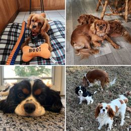 Eden - Cavalier King Charles Spaniel