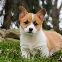 Pembroke Welsh Corgi Puppies from Admar Canines
