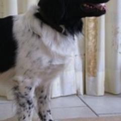 Stabyhouns from Seven Pines Stabyhouns