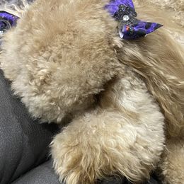 Riley - Goldendoodle