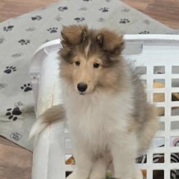 Betsy, as in Betsy Ross (another well known patriot) - Sable and white female Shetland Sheepdog puppy in Waco, Texas from Patriot Shelties (not the scam person who stole my kennel name))