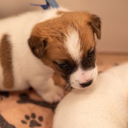 Golden Retriever and Jack Russell Terrier Puppies from Shelby Burleson's Golden Retrievers and Jack Russell Terriers