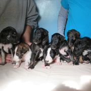 Borzoi Puppies from Highgarden Borzoi