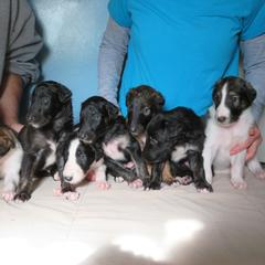 Borzoi Puppies from Highgarden Borzoi