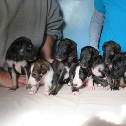 Borzoi Puppies from Highgarden Borzoi