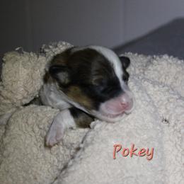 Sweet little Pokey - Sable female Pembroke Welsh Corgi puppy in Purcellville, Virginia from Rhone River Farm Pembroke Welsh Corgis