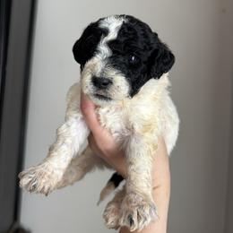Yoshi - Parti male Goldendoodle puppy in Anderson, South Carolina from M & L Pups