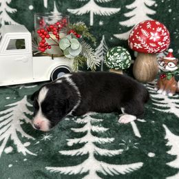 Blitzen- fluffy coat - Brindle and white male American Corgi puppy in Waskom, Texas from Piney Woods Corgis