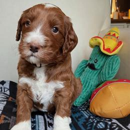 Rico - Red  male Goldendoodle puppy in Pine Grove, California from Lundee Doodles