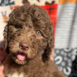 Bernard - Brown and white male Saint Berdoodle puppy in Beach, North Dakota from Badland St. Berdoodles LLC