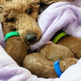 Poodle puppies from Nystrom Clan Pups