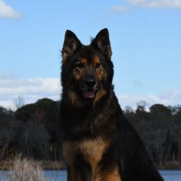Kenai (Brave Vom DiamondPeak) - German Shepherd