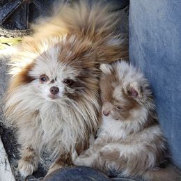 Chip - Pomeranian
