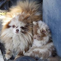 Chip - Pomeranian