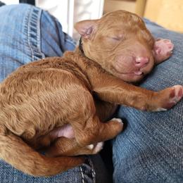 Black- Collar - Red  male Goldendoodle puppy in Fairmont, West Virginia from Mountainside Doodles, LLC