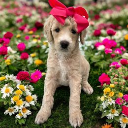 Capri - Cream female Poodle puppy in Prosperity, Pennsylvania from Stelladoodles & Company