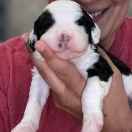 Boy 5 - Sheepadoodle puppy from Redcay's Mini Bernedoodles