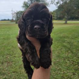 Mocha - Brown male Cocker Spaniel puppy in Florence, South Carolina from Reddick's American Cocker Spaniels